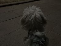 Acil sahiplendirme maltipoo köpeği