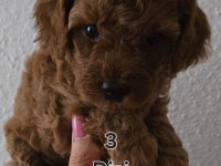 Yavru top poodle sağlık ve ırk garantilidir