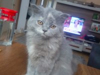 İRAN ANNE VE 3 YAVRU İRAN KEDİSİ