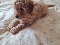Apricot renk poodle