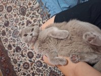 Scottish Fold Erkek Kedimiz