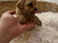 Teacup Poodle Bebekler 