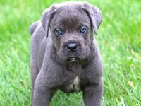 Estetikli dişi blue cane corso yavrular kapıda ödeme 