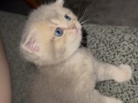 British shorthair prensesimiz yuvasını arıyor