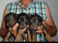 HARİKA KALİTEDE DOBERMAN YAVRULARI