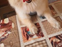 Pomeranian spitz