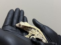YETISKIN CRESTED GECKOLAR