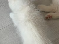 Güzeller güzeli british shorthair dişi