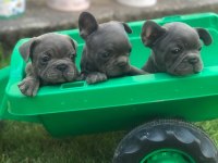 3 blue erkek blue French bulldog