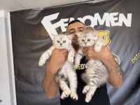 KEDİCİDEN RENK RENK BRITISH SHORTHAIR YAVRULARI ANKARA