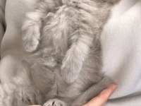 Uzun tüylü scottish fold