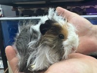Guinea Pig Yavrularımız Adrese Teslim