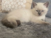 British Shorthair Yavrular