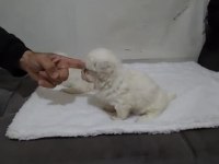 Maltese Yavrular