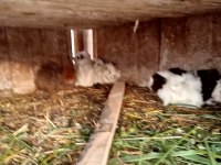 Ele alıştırmalık ginepig yavrular