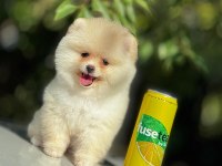 Show kalite pomeranian yavrular