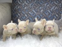 Renkli Gözlü Ev Ortamında Bakılan French Bulldog Yavrularım