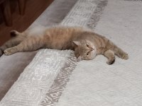 Golden British 2 buçuk yaşında dişi kedi