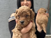 Red ufacık poodle yavrularım