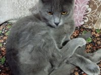 Sahiplendirilecek 3 aylık british shorthair