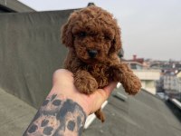 Dark red brown ve red brown poodle yavrular