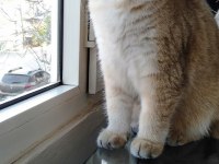 British Golden Shorthair ny 11 EVA