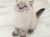 Yakışıklı oğlumuz Marcel yeni yuvasını bekliyor