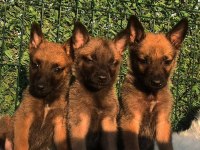 Orjinal Belçika malinois yavrular