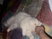 Kedimi düzgün bakabilecek birine sahiplendirmek istiyoruz