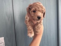 F1 MALTİPOO YAVRULARIM YENİ EVİNİ BEKLİYOR