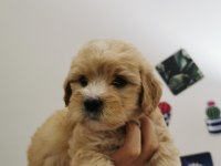 Orijinal Maltipoo Yavrular Randevu Alarak Bakabilirsiniz