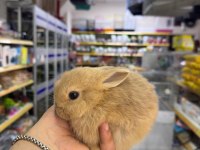 CÜCE NETHERLAND DWARF YAVRU TAVŞANLAR
