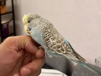 YAVRU ELE ALIŞLIN ŞHOW JUMBO ERKEK MUHABBET KUŞU