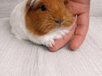 Ücretsiz Erkek Guinea Pig