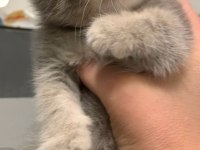 Anne Altından British Shorthair Yavrumuz
