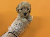 Maltipoo Irk Sağlık Garantili Yavrularımız
