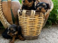 TEACUP YORKİ BEBEKLER DİŞİ ERKEK MEVCUT KAPIDA ÖDEME