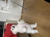 Maltese 4 aylık