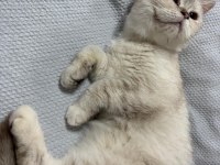 Kedimiz Ömürlük Yuva Arıyor