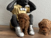 Teacup Toy Poodle