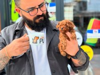 Show Kalite Redbrown Toy Yavrularımız