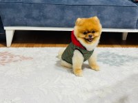 Üst kalite pomeranian