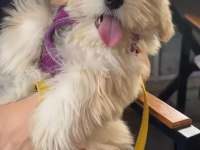 yavru dişi maltese terrier