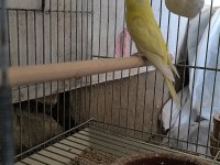 Kırmızı Göz Dişi Yavru Kuşlar