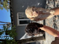 Lagotto Romagnolo Yavrularım