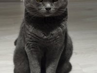 KEDİMİZE ÖMÜRLÜK YUVA ARANIYOR