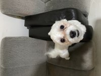 Malta terrier 11 aylık tüm eğitimleri vardır