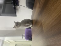 Blue point british shorthair