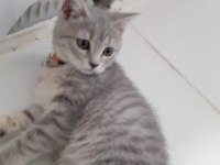 Uygun puana acil sahiplendirme british longhair