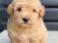 Maltipoo yavrularımız